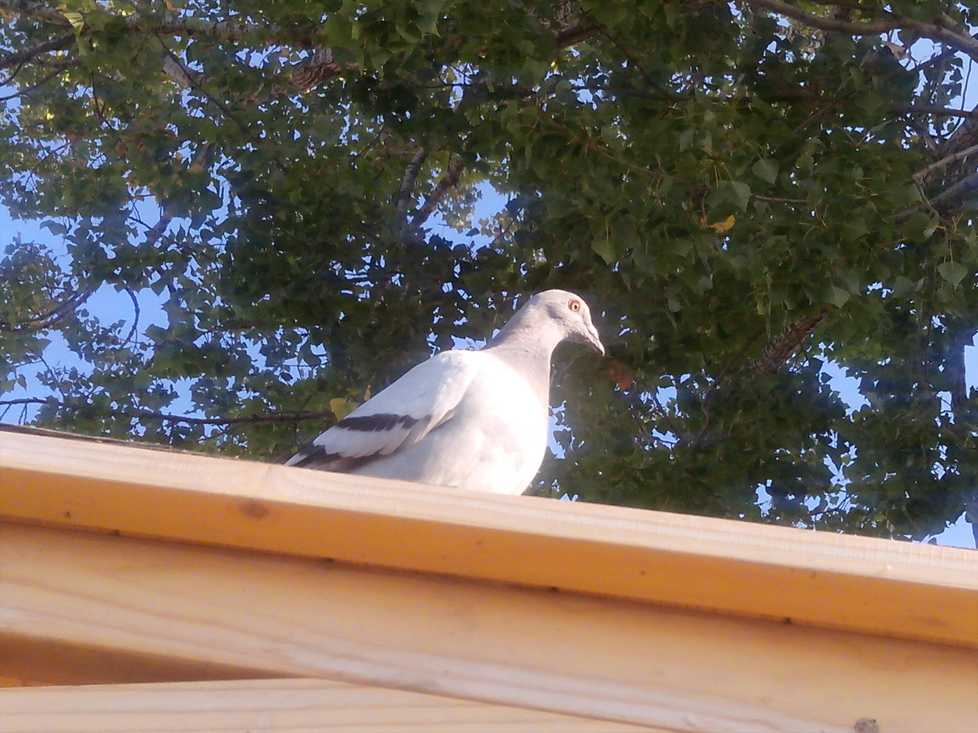 Balta Pleasa - img20130908173440.jpg